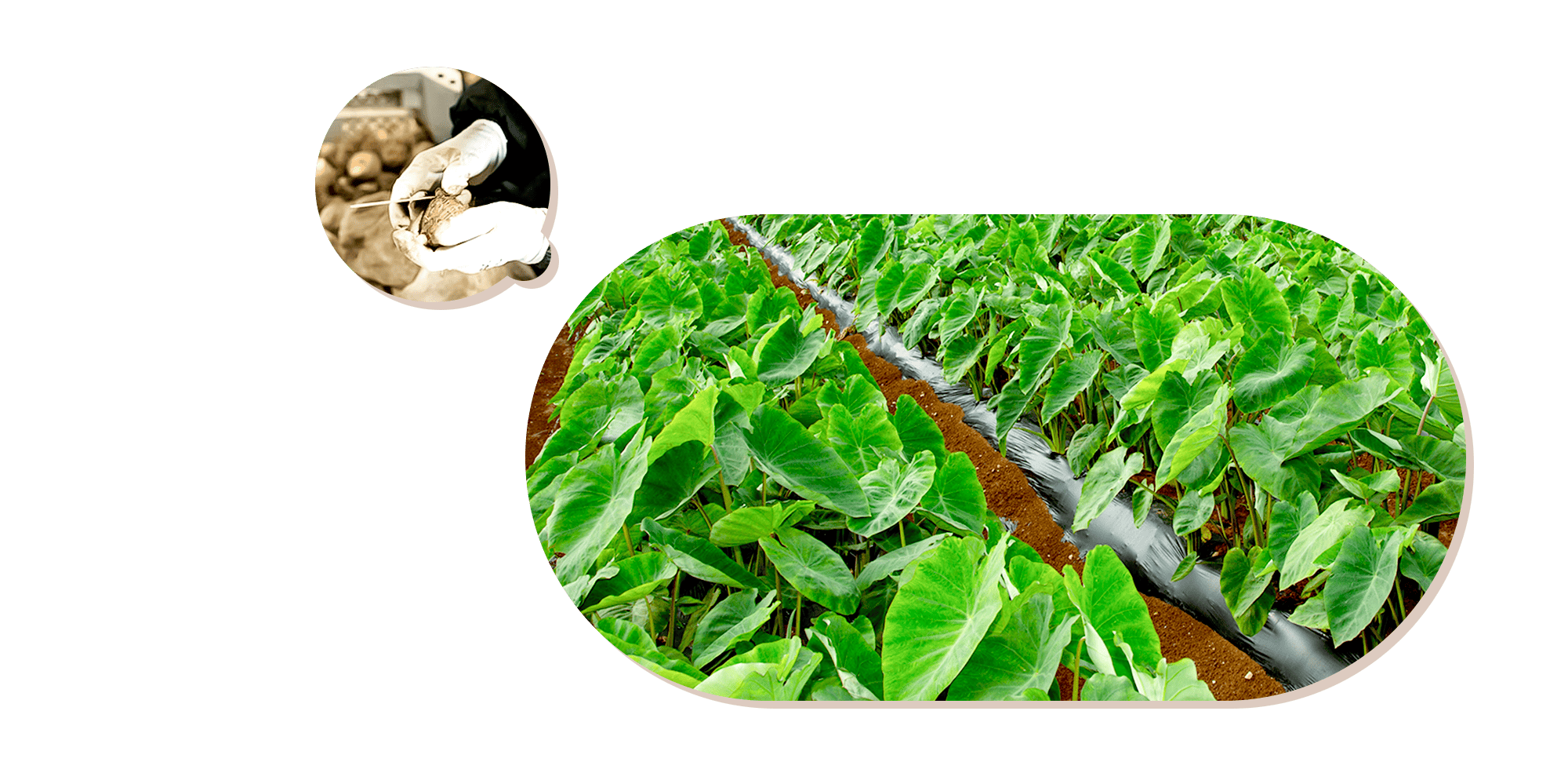 清らかな水と豊かな土壌 小矢部育ちの里芋 大地のぬくもりをそのままお届けします