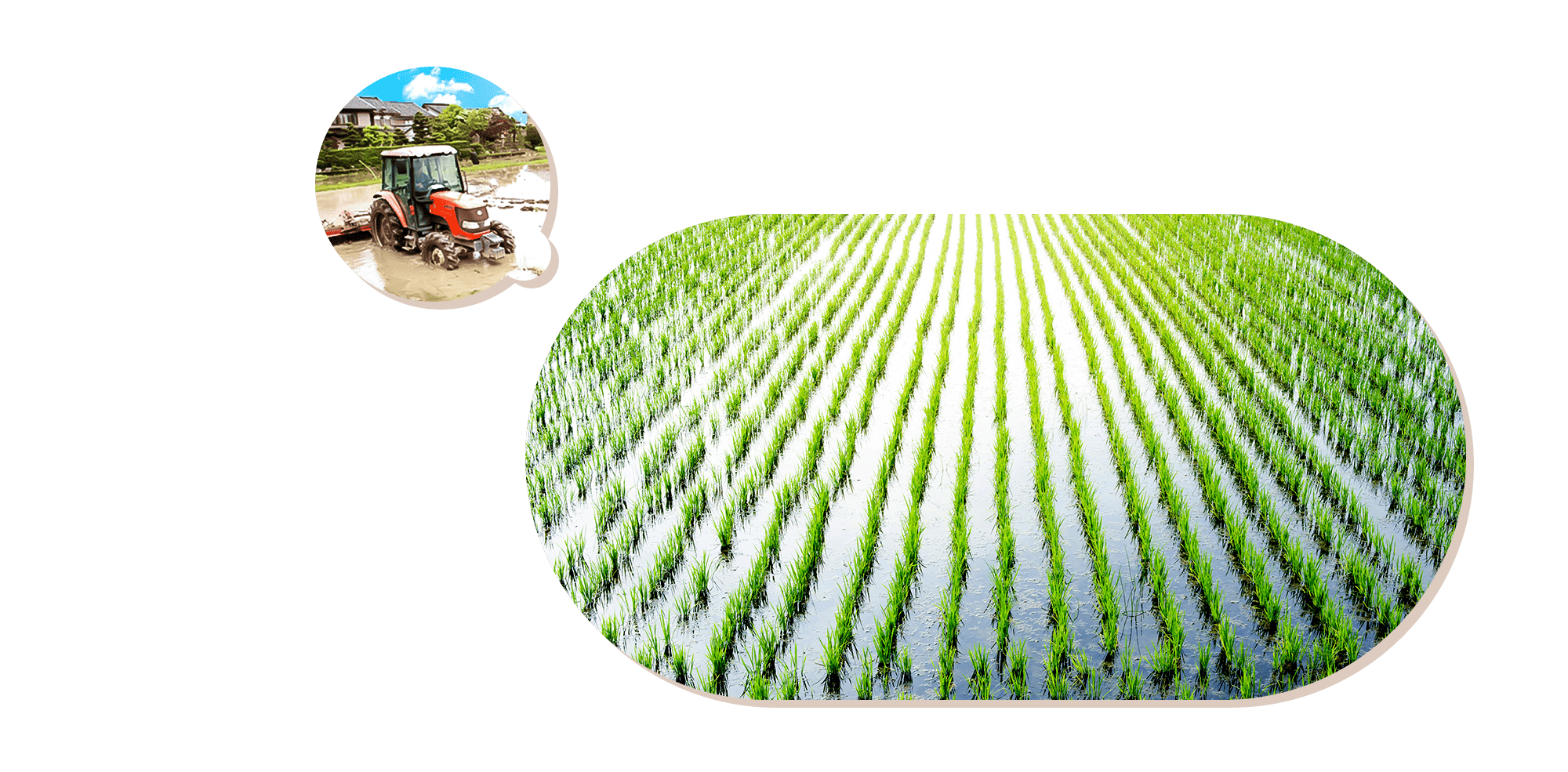 清らかな水と豊かな土壌 小矢部育ちの里芋 大地のぬくもりをそのままお届けします