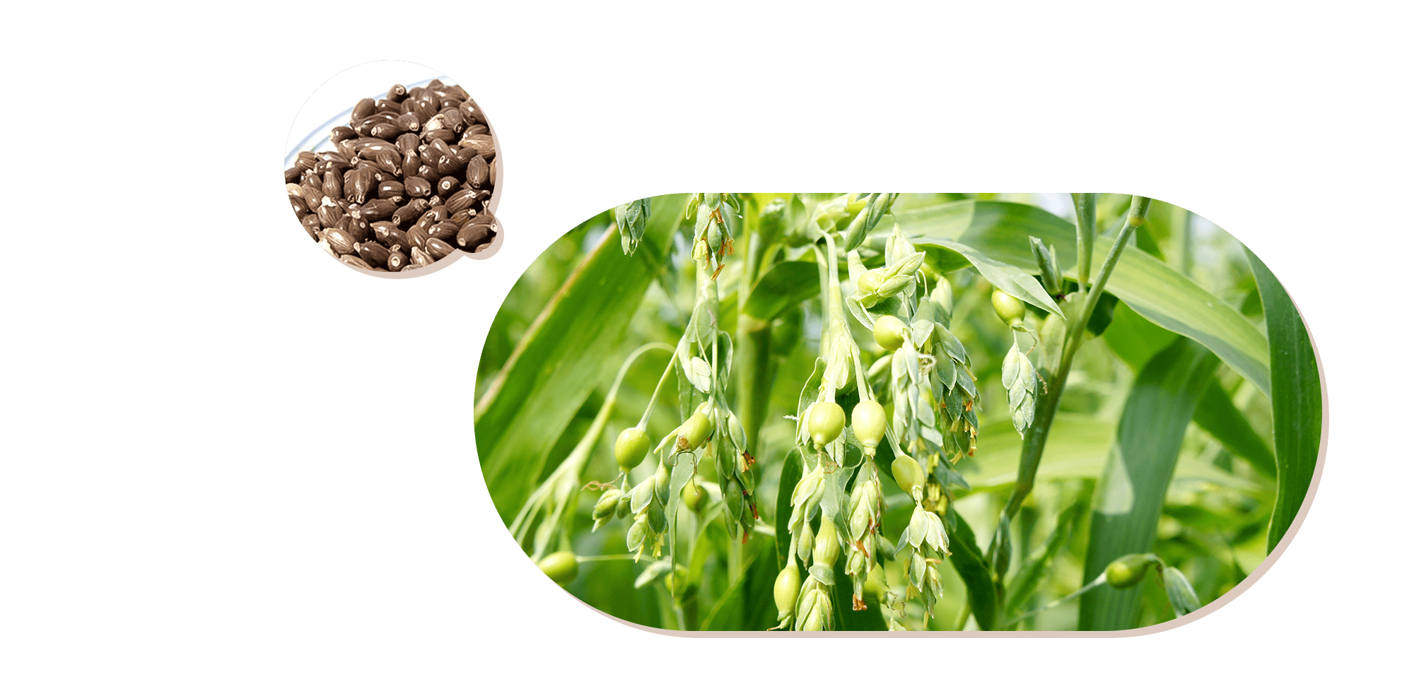 清らかな水と豊かな土壌 小矢部育ちの里芋 大地のぬくもりをそのままお届けします